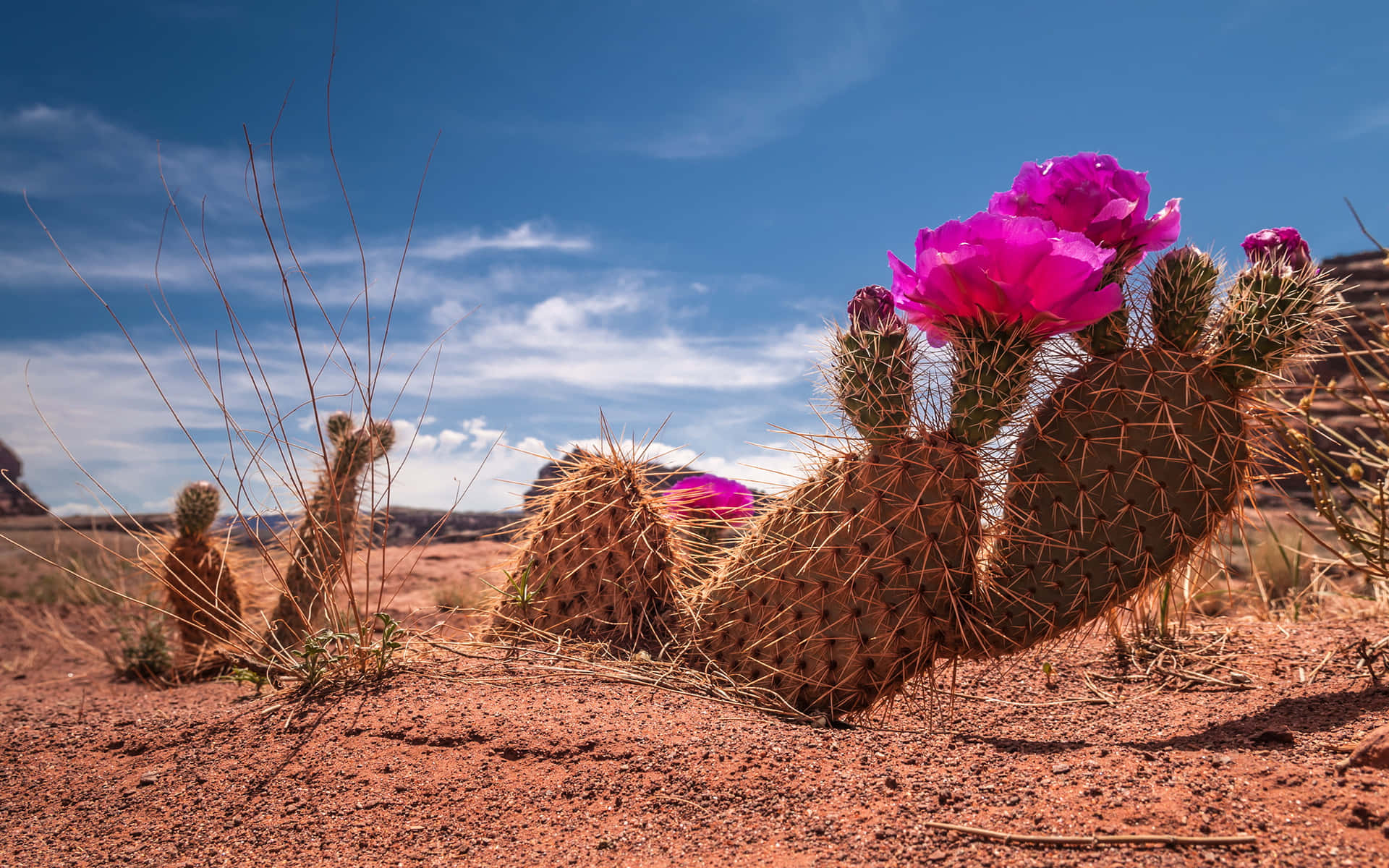 “Colorful Cactus Against Desert Background”