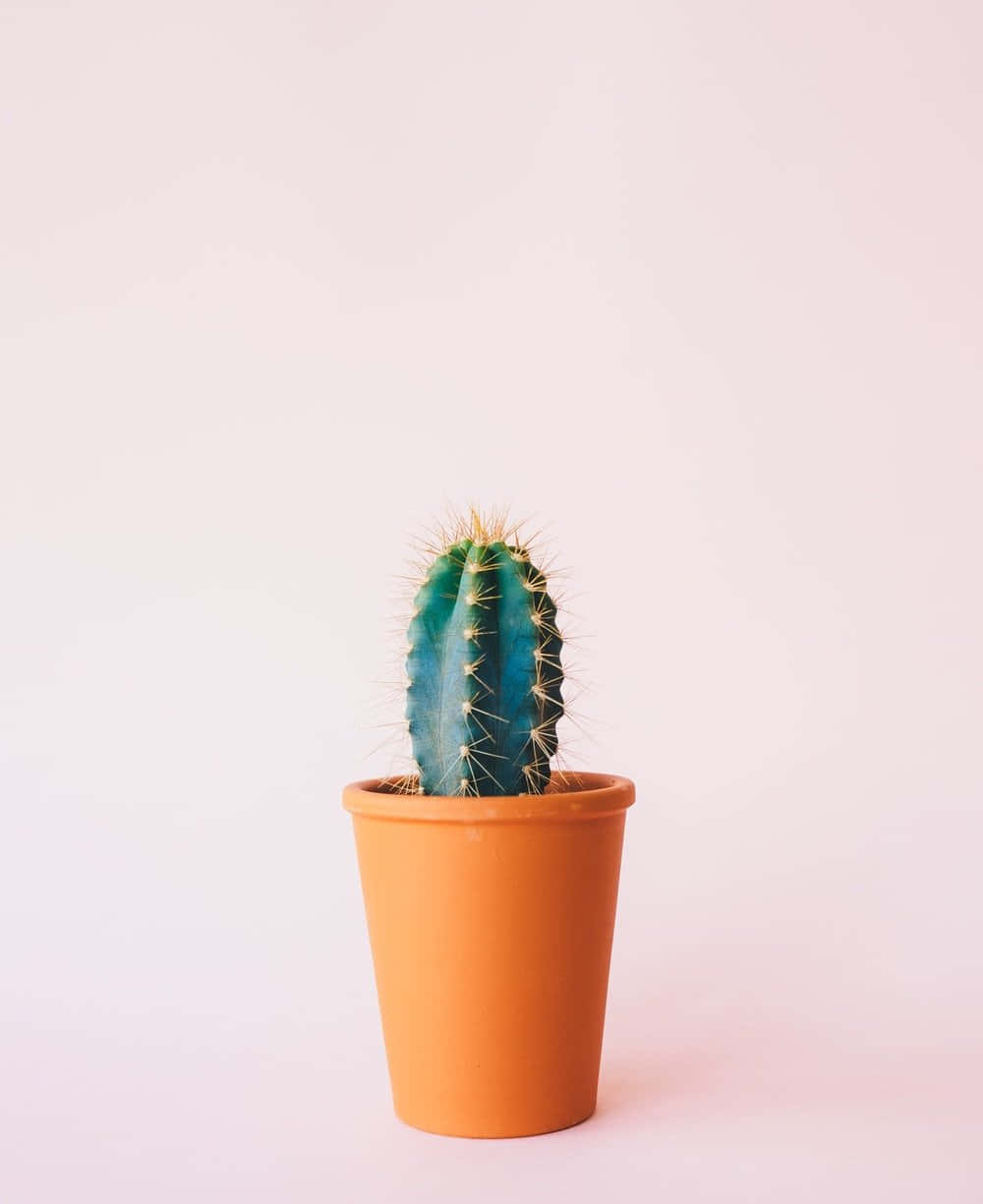 Eccellentisilhouette Di Cactus In Contrasto Con Lo Sfondo Vibrante Del Deserto.