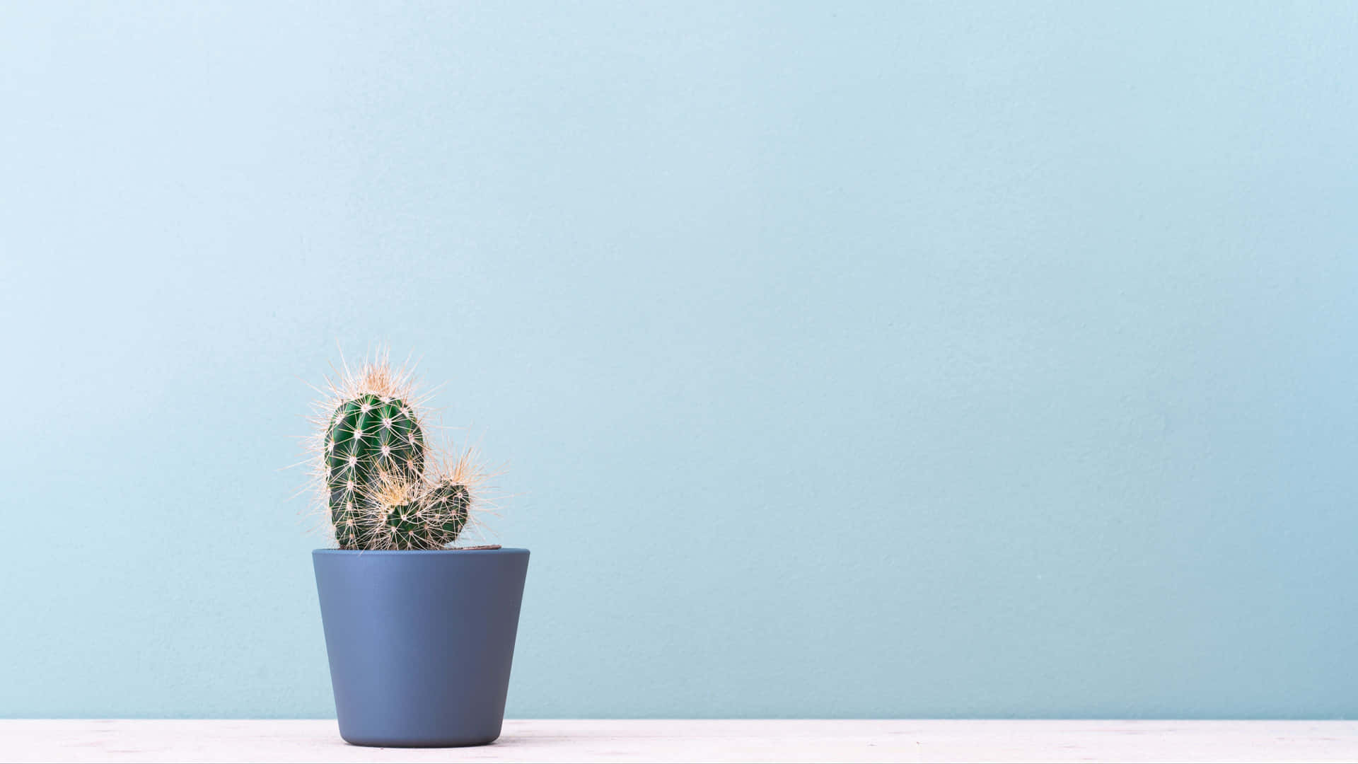 Get lost in the beauty of the desert with this cactus background