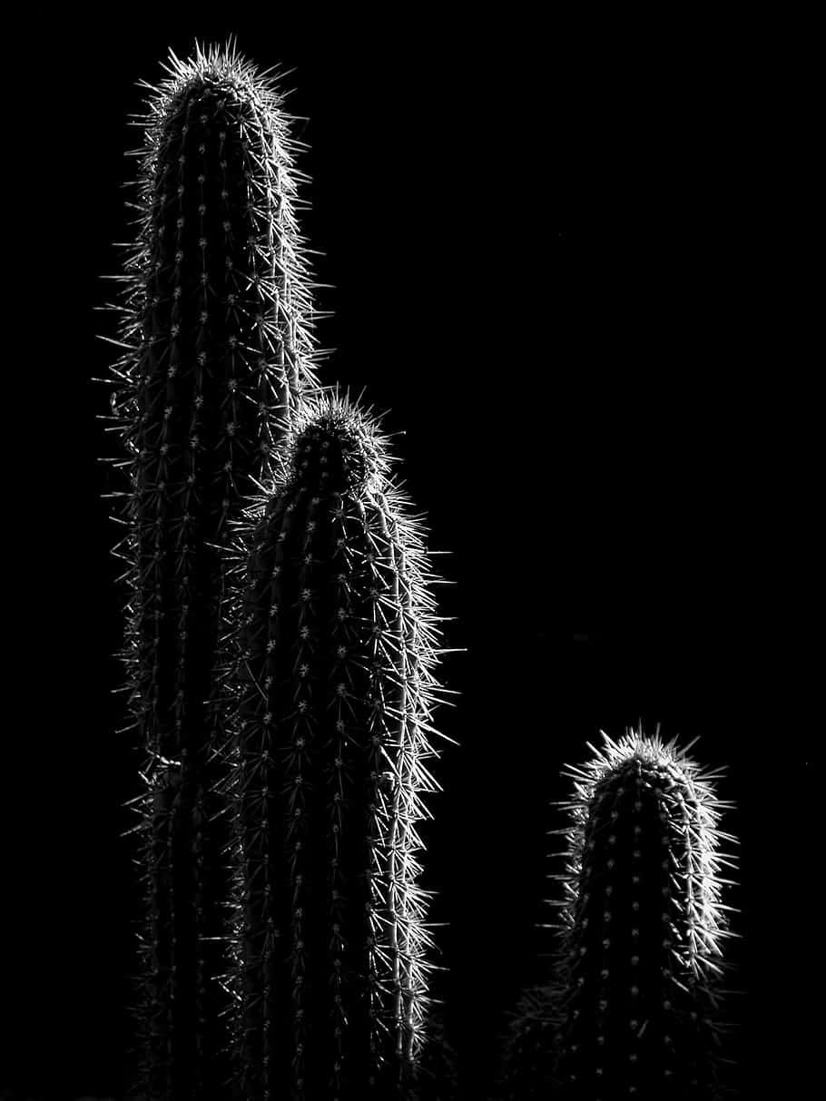 Fioredi Cactus In Fiore