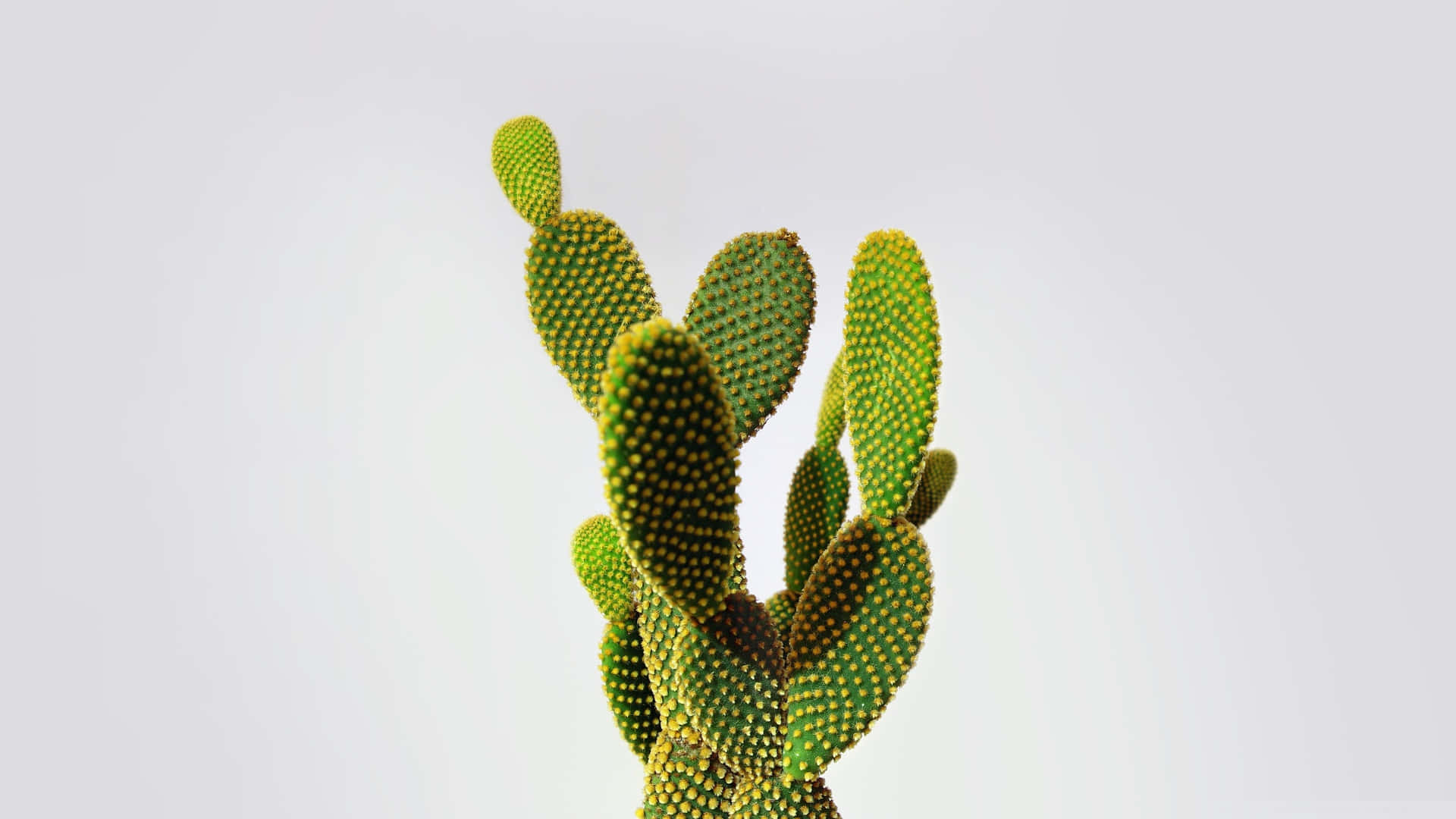 Unapianta Di Cactus In Un Vaso Bianco