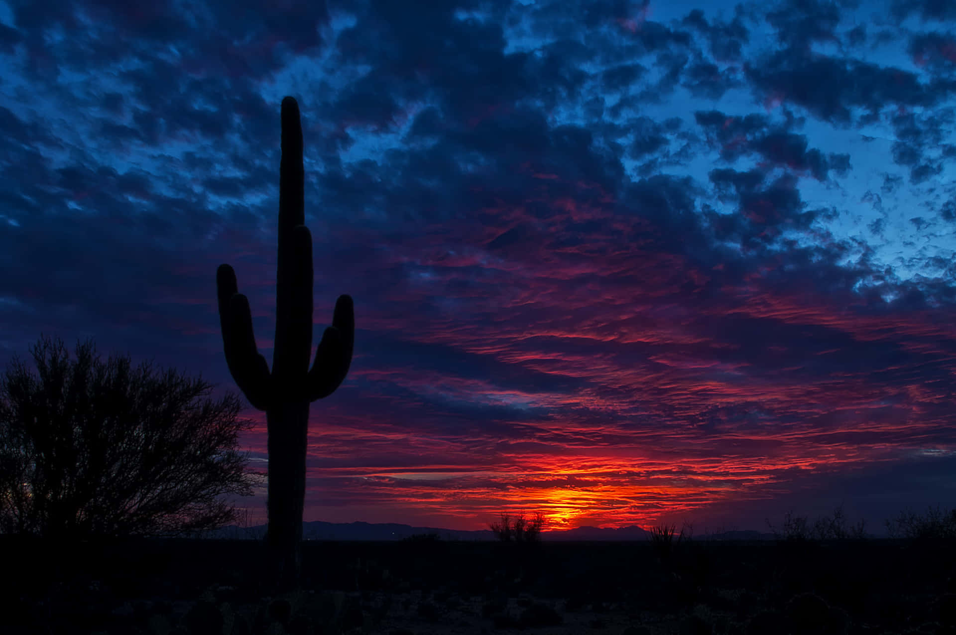 A vibrant cactus stands proudly against a desert landscape