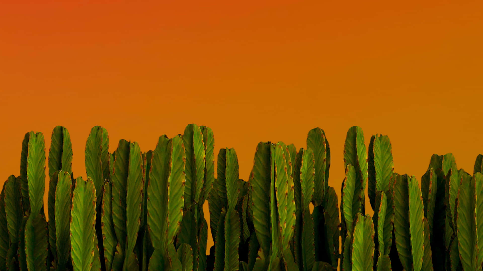Alsikke& Distinkt Kaktus Baggrund