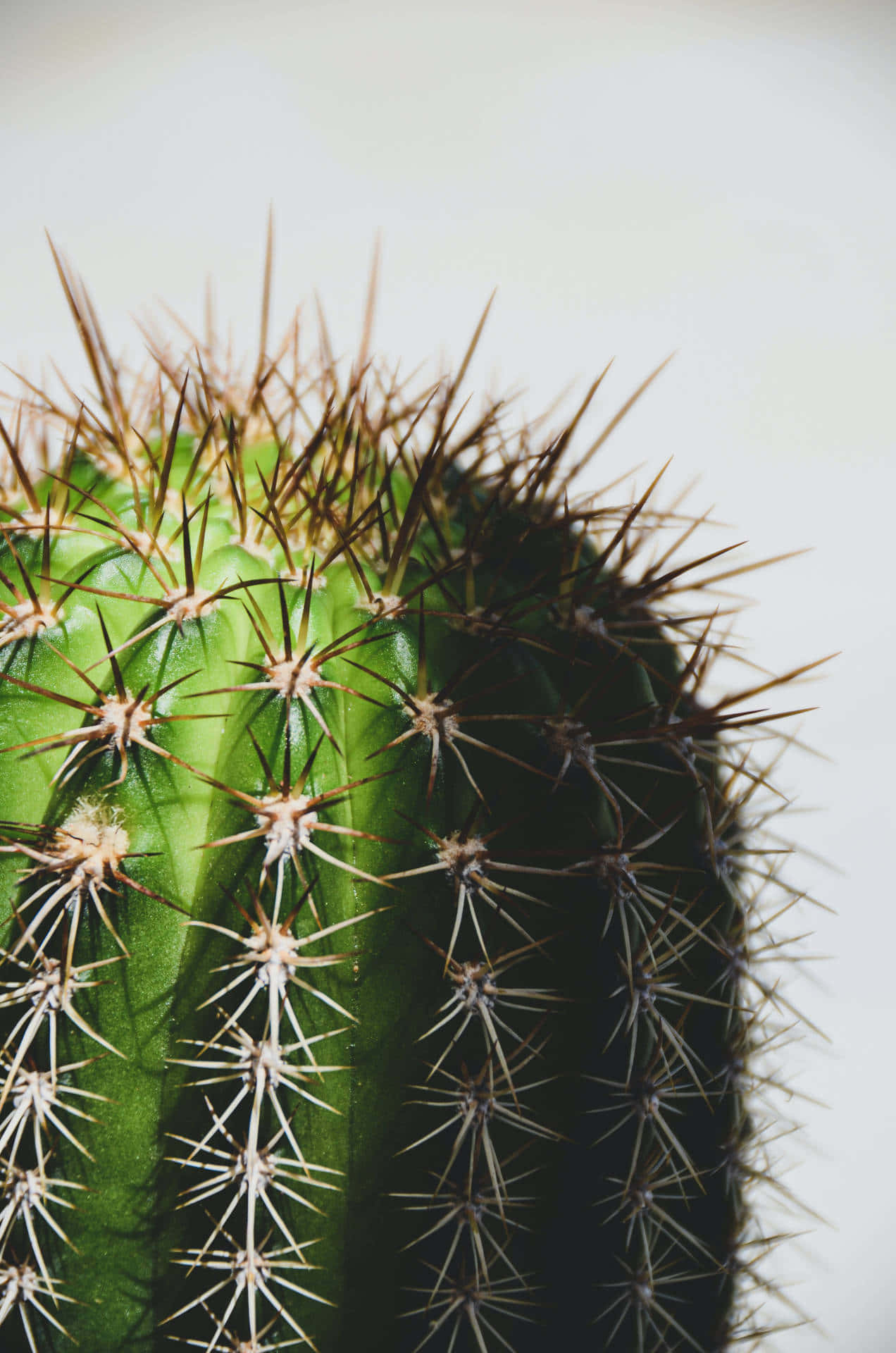 Sbarazzatidelle Tue Preoccupazioni Con Un Bellissimo Cactus