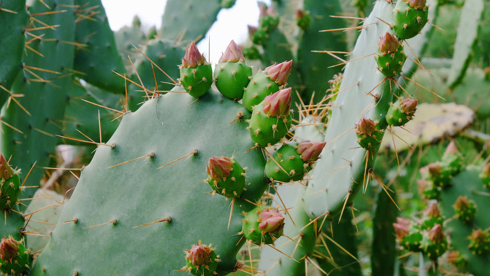 Unpaesaggio Ricco Di Cactus Con Un Tramonto Rosa