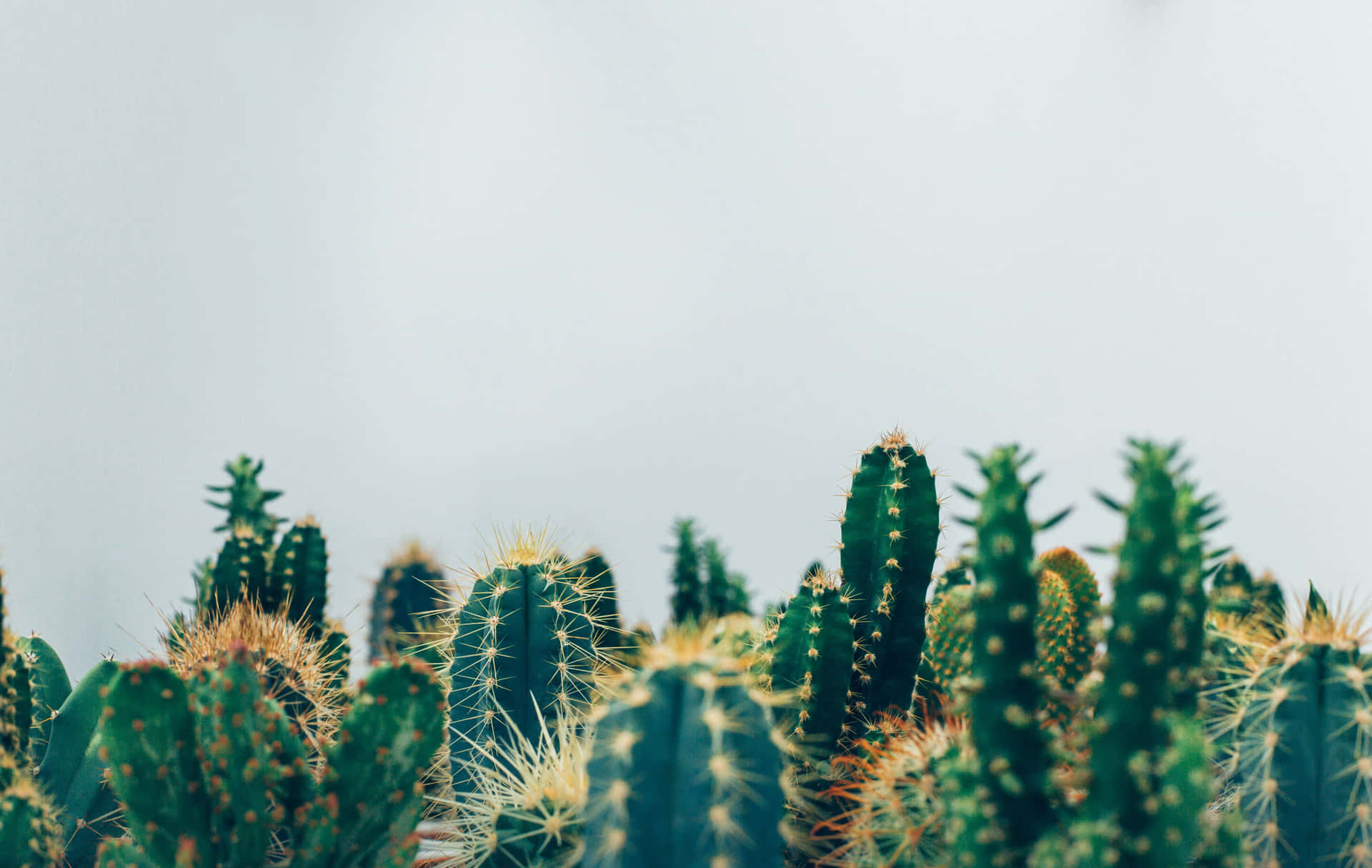 Abbracciail Calore Del Deserto Con Uno Splendido Sfondo Di Cactus.