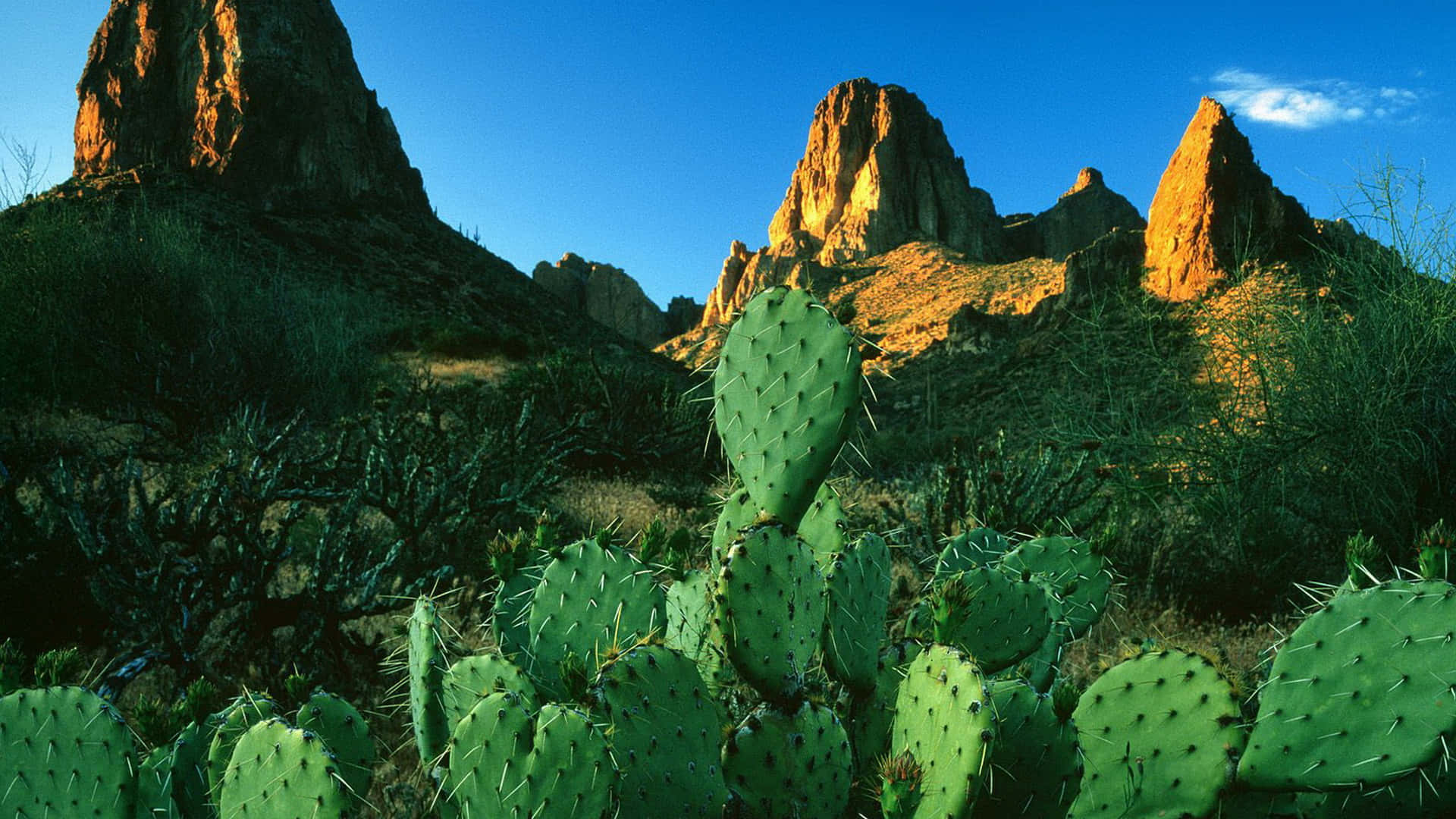 Genießensie Die Schönheit Der Wüste Mit Diesem Lebendigen Kaktus-hintergrund.