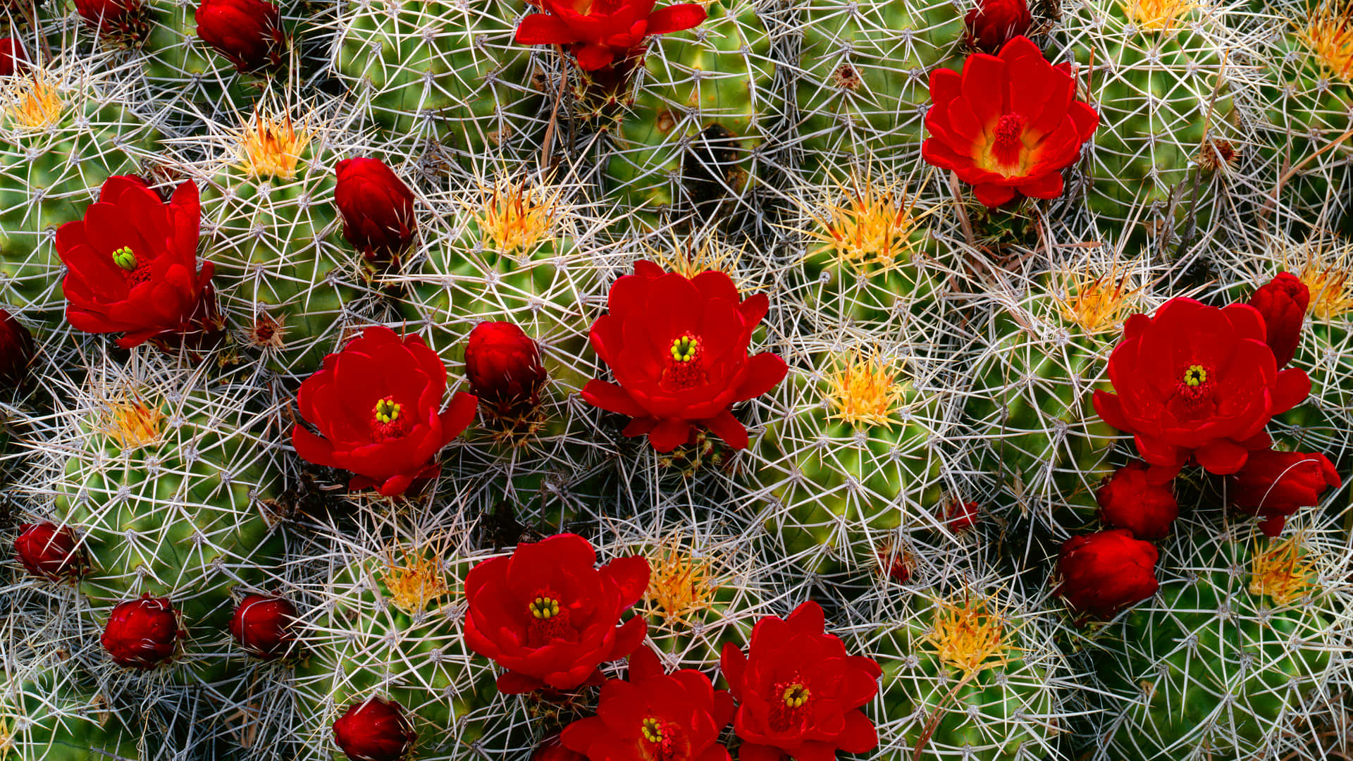 Un'oasiverde Di Cactus Nel Deserto