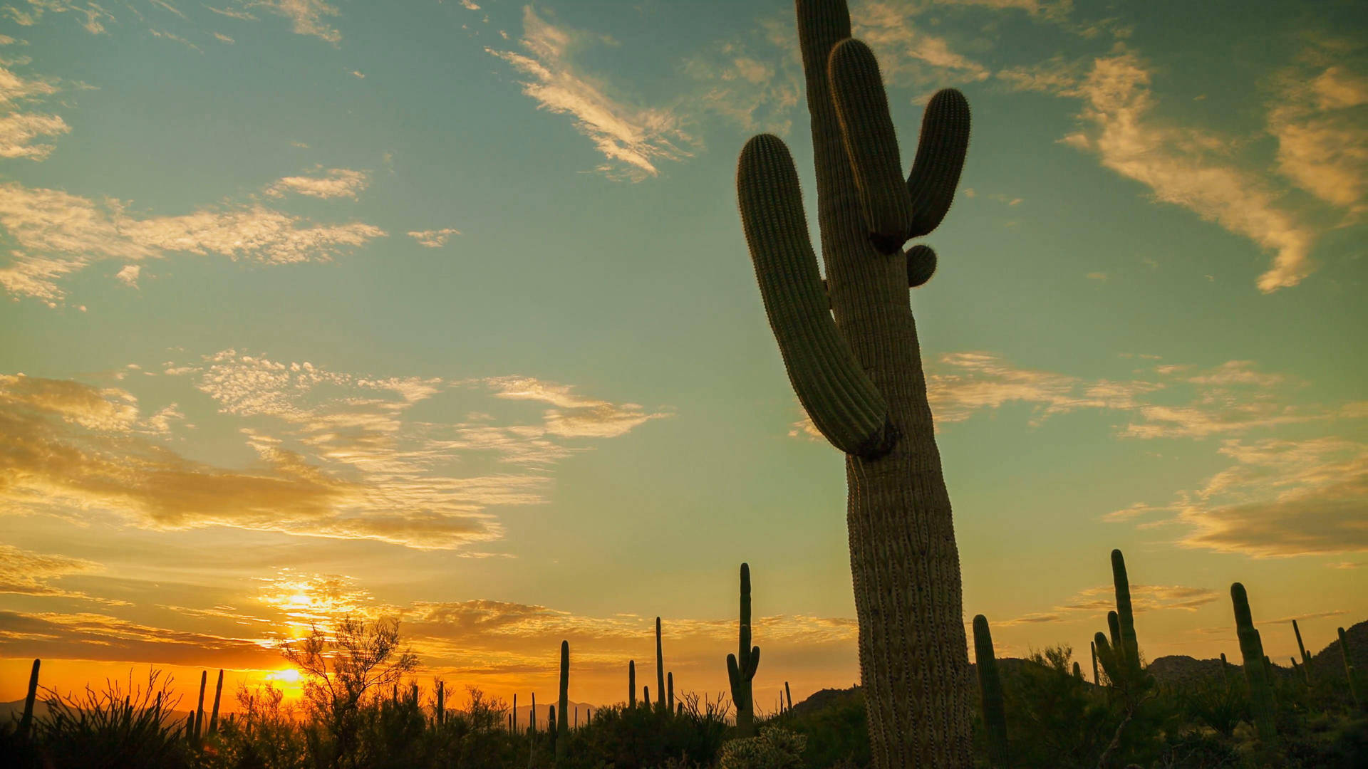 The cactus takes on a beautiful pink hue at sunset Wallpaper