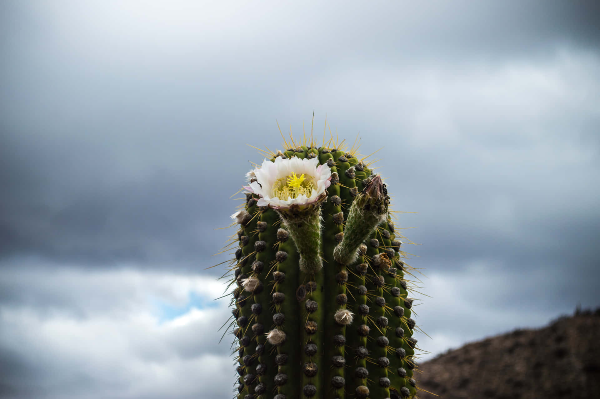 Cactus Flower On The Top Background