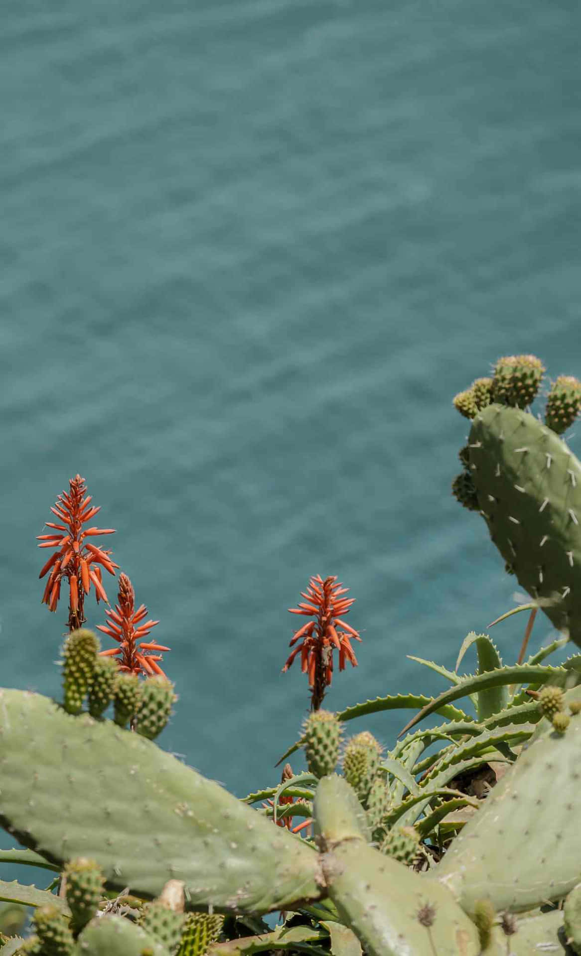Cactus Flowers Overlooking Sea Wallpaper