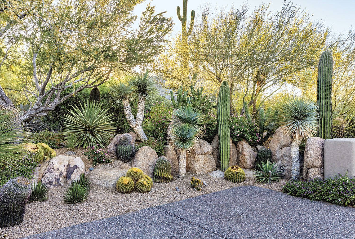 Jardínde Cactus En El Desierto De Arizona. Fondo de pantalla