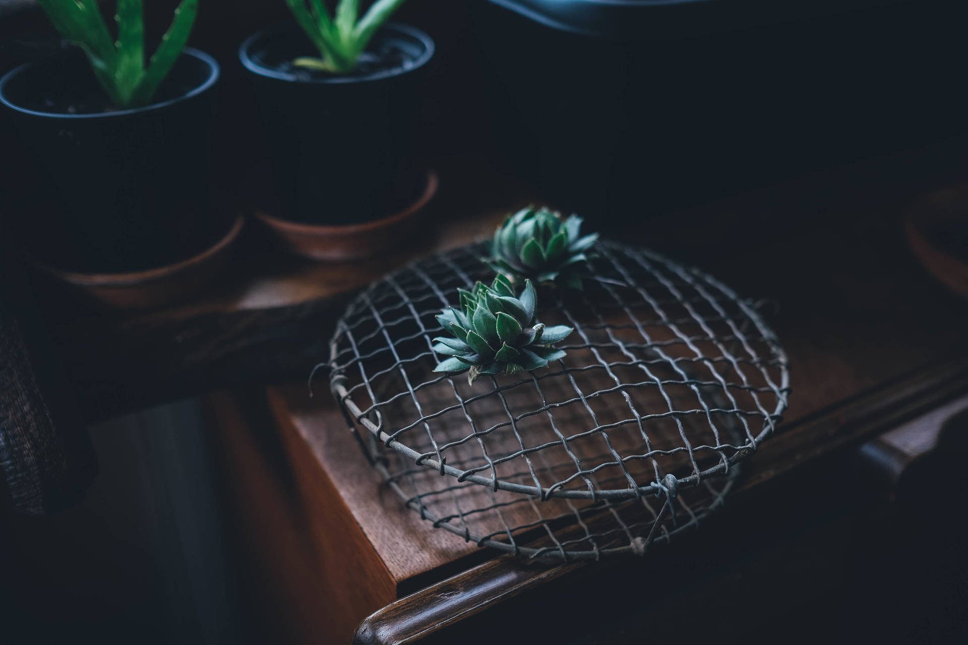 Cactus Houseplant Table