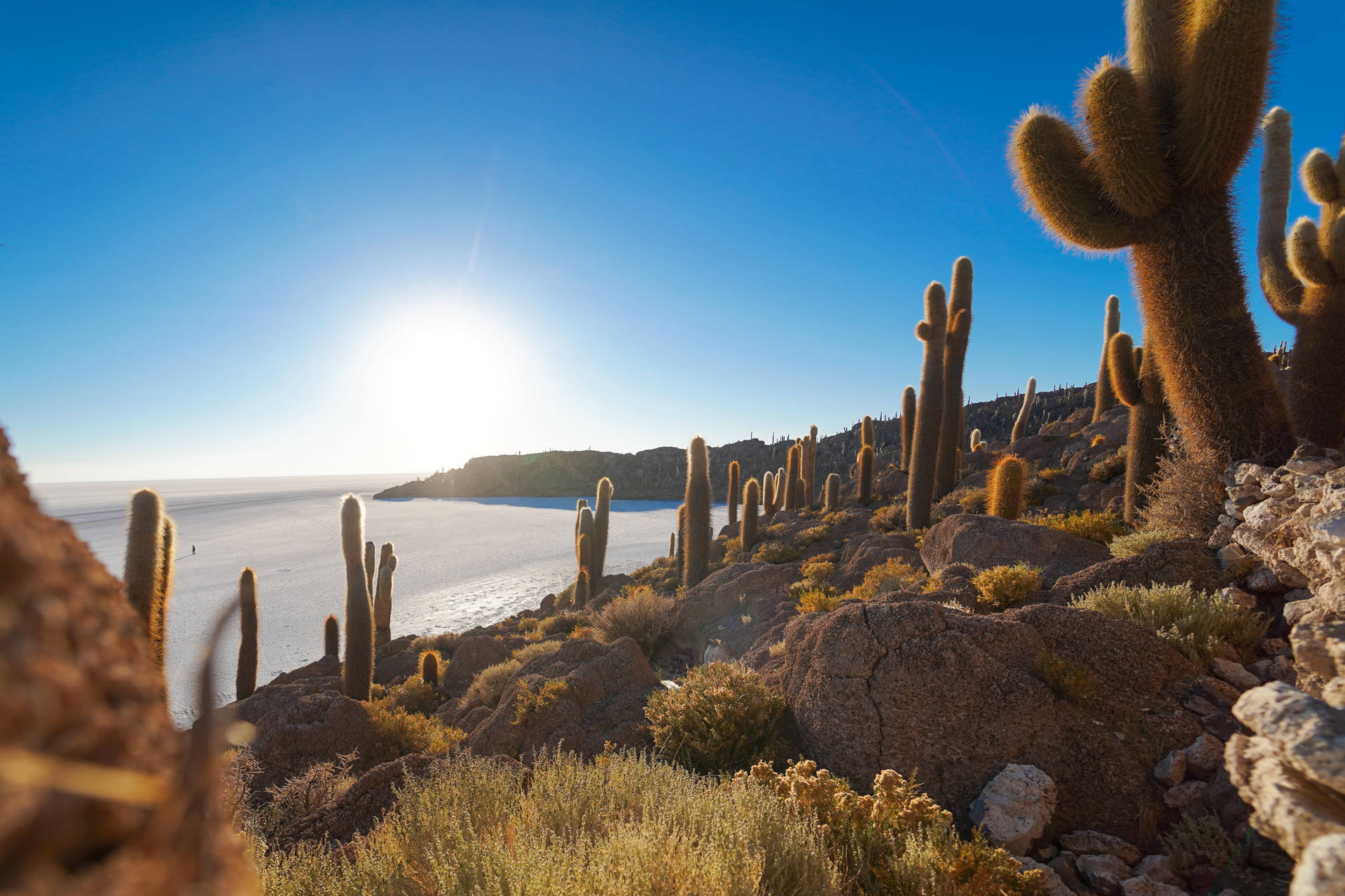 Kaktusin Der Wüste In Chile Wallpaper