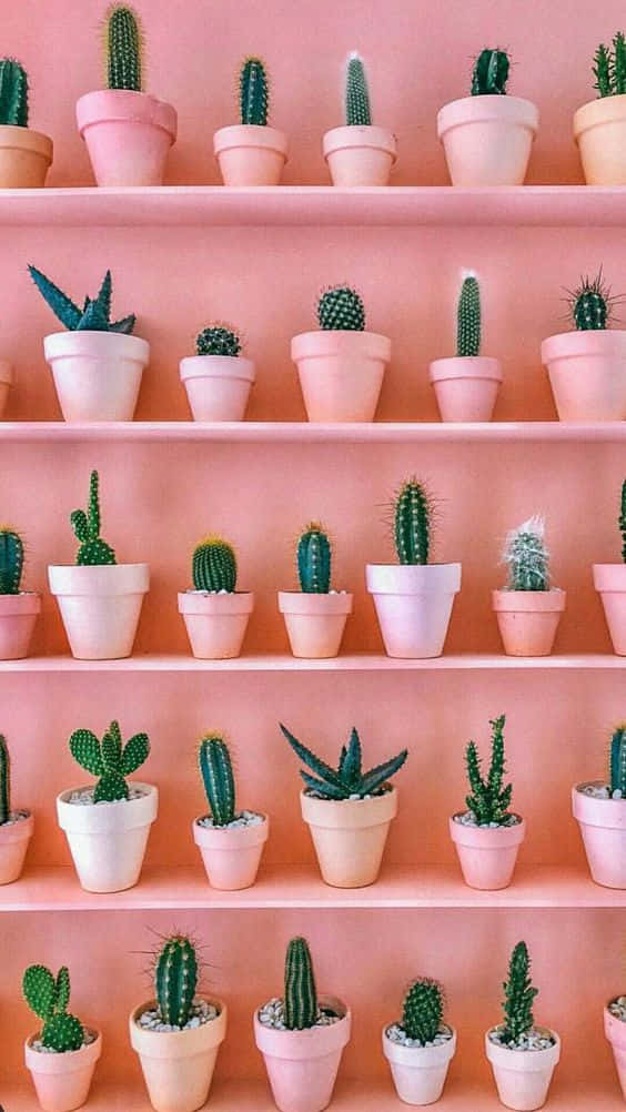 Cactus Iphone Pink Pots Tapet Wallpaper