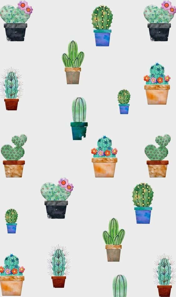 Cactus Plants In Pots On A White Background Wallpaper