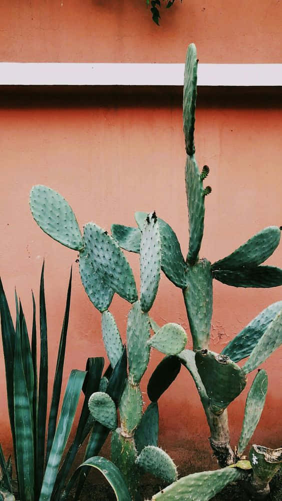 !Lyse op din dag med en kaktus iPhone-sag! Wallpaper