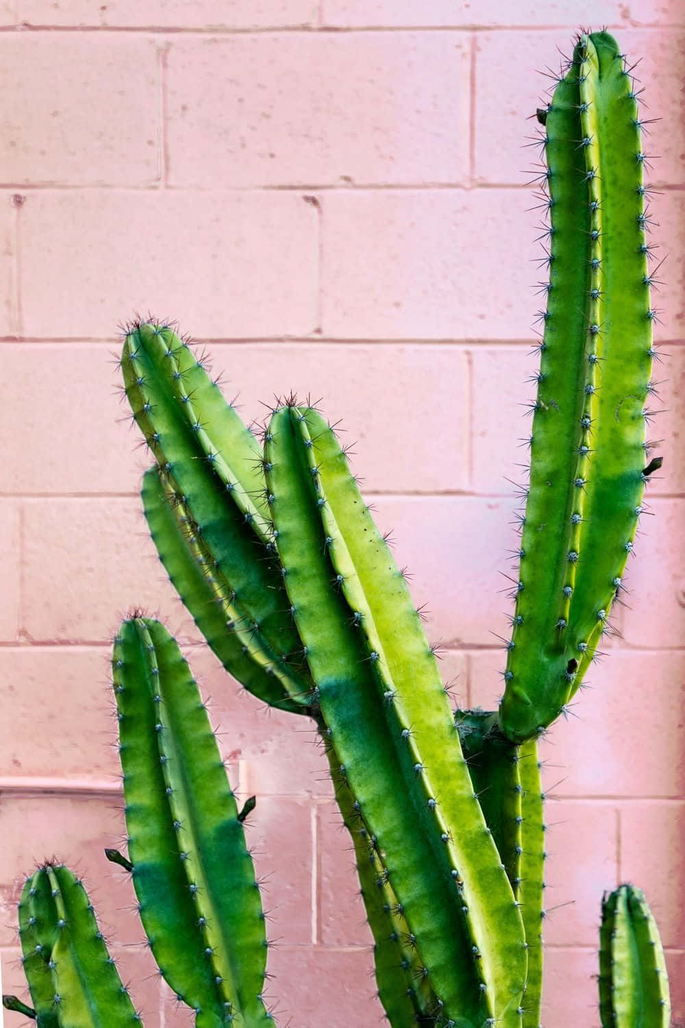 Cactus Iphone – the Coolest, Hottest Way to Stay Connected Wallpaper