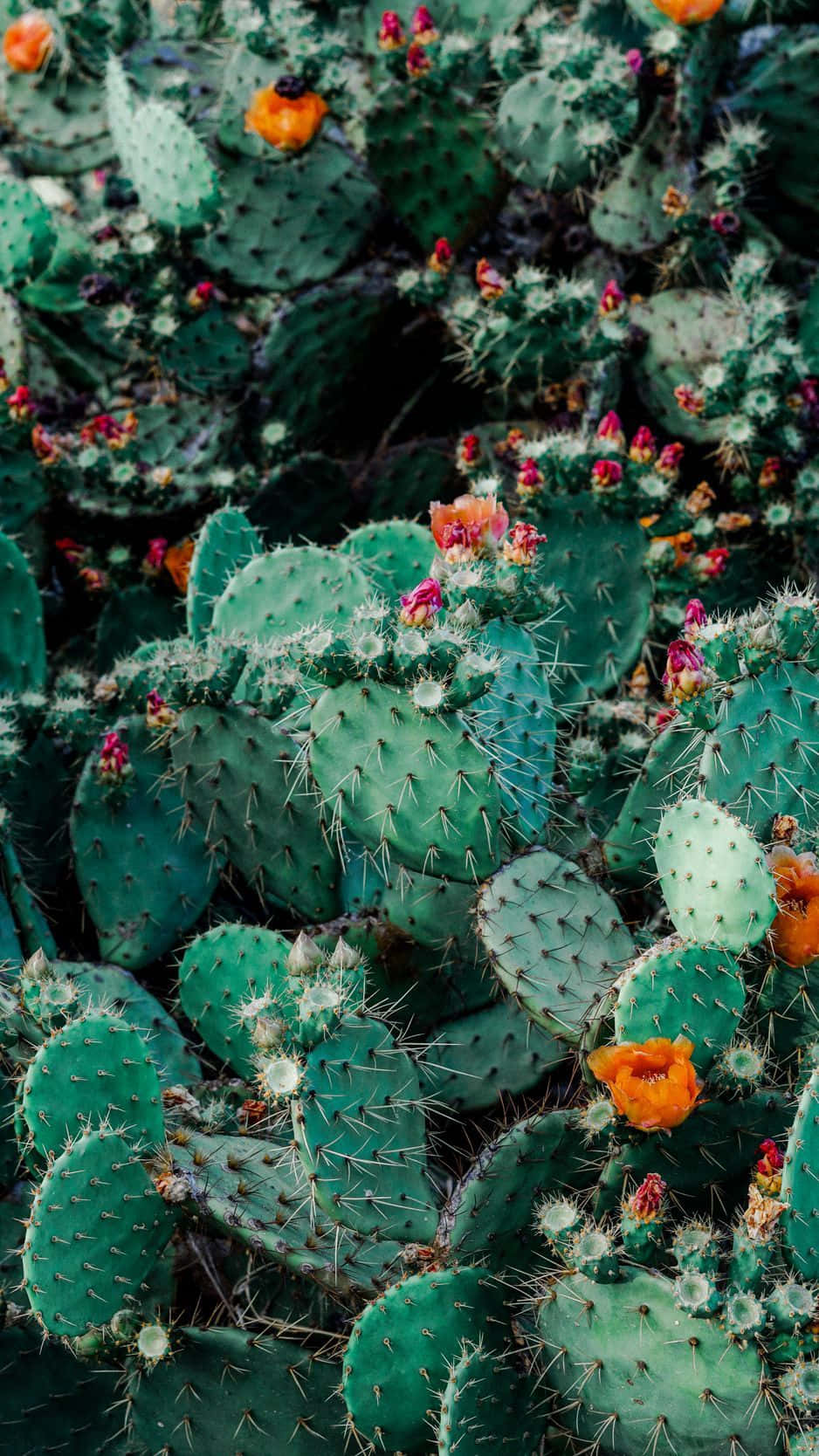 Förnyadin Telefon Med Denna Vackra Kaktus Iphone-bakgrundsbild. Wallpaper