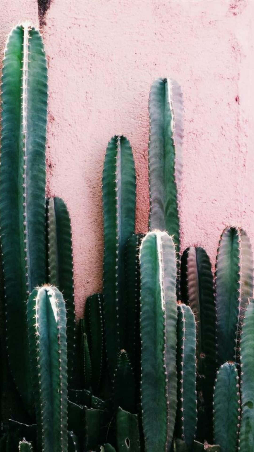 Få fingrene i den livlige kaktus-Iphone i dag! Wallpaper