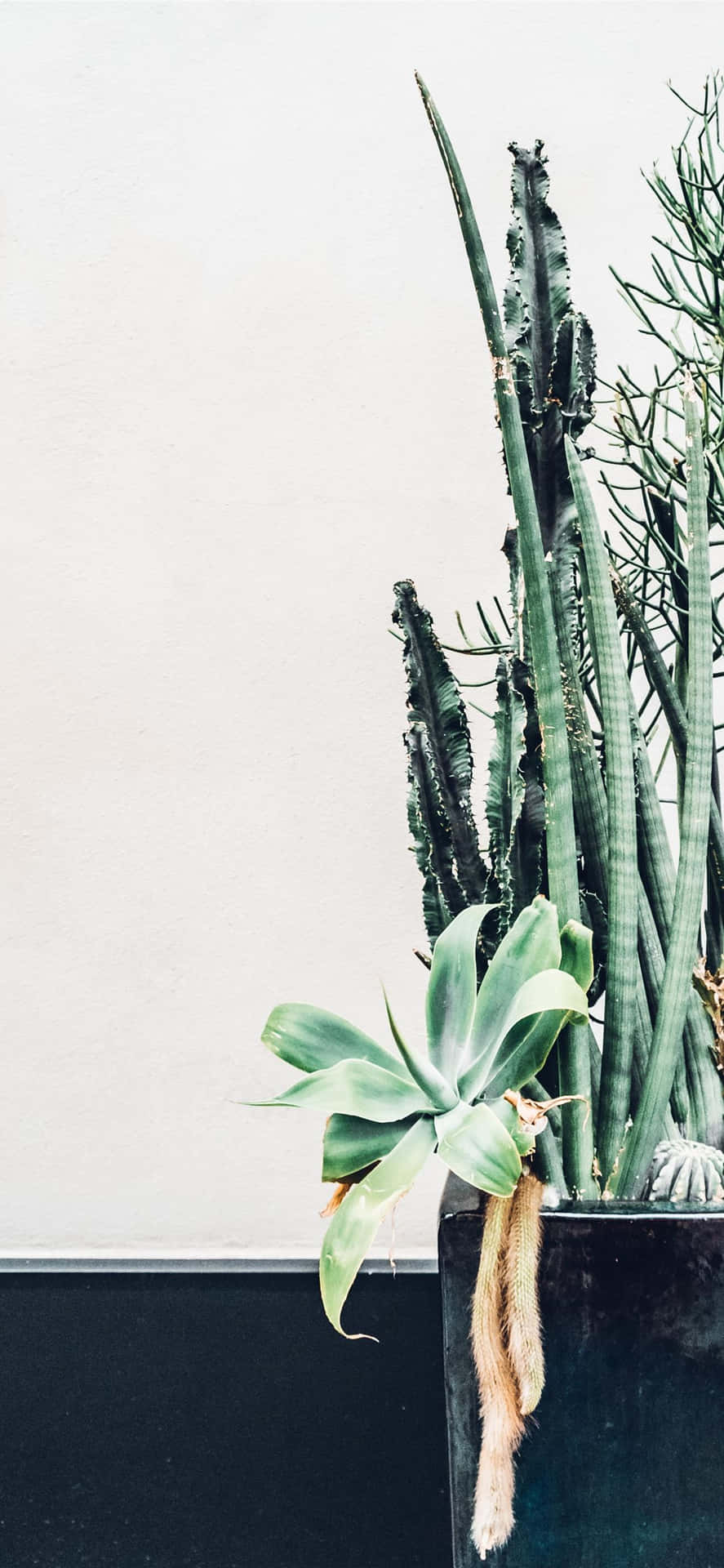 Kaktus i ørkenen til din Iphone Wallpaper