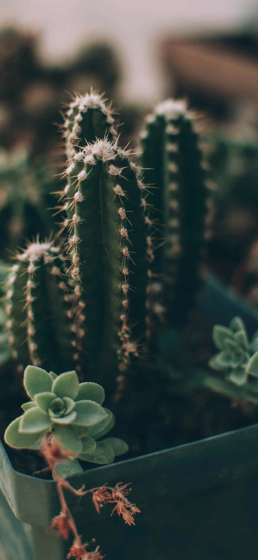Unapequeña Planta De Cactus En Una Maceta Verde Fondo de pantalla