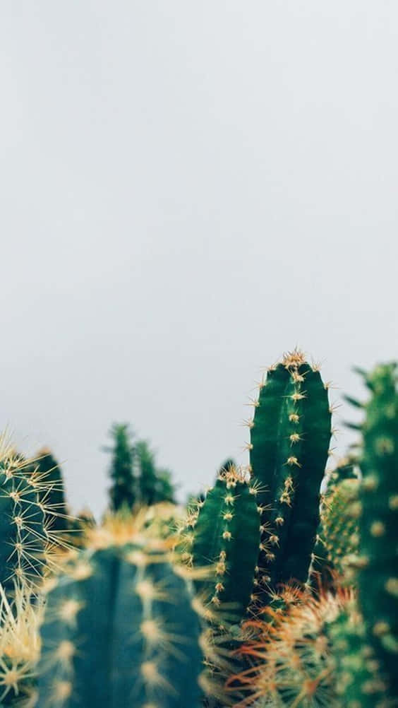 Cactus planter mod en skyet himmel Wallpaper