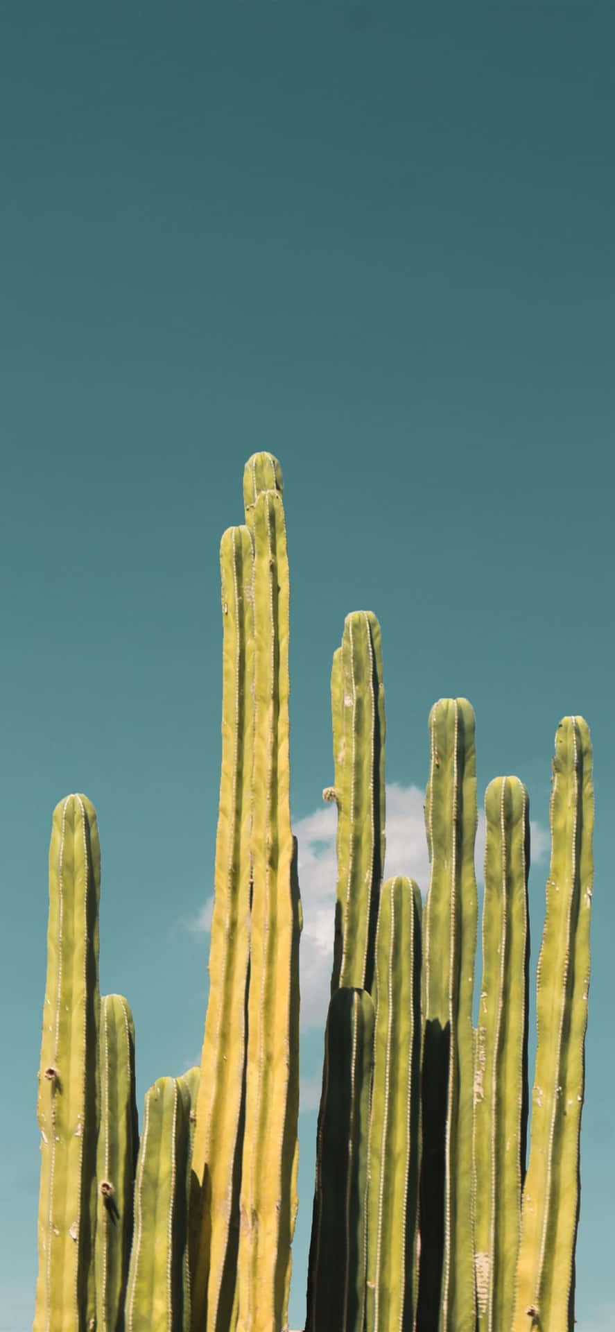 Kaktusiphone Blå Himmel. Wallpaper