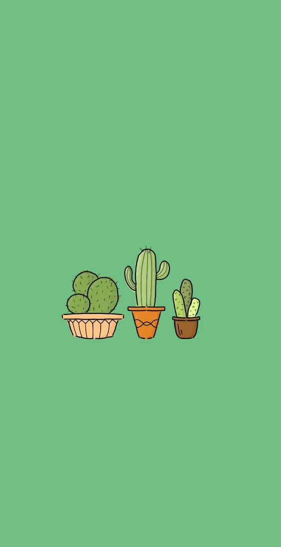 Cactus Plants In A Pot On A Green Background Wallpaper