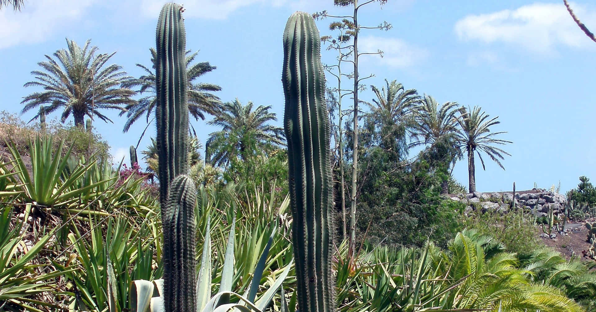 Immaginedi Cactus Colonnari Nell'oasi Dei Cactus