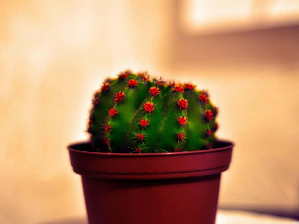 Imagende Una Maceta De Cactus Con Una Planta De Primavera.