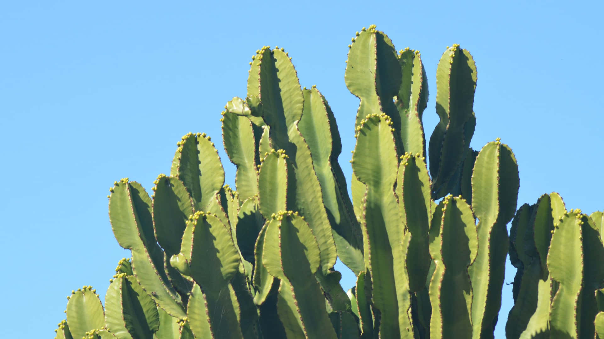 Imagende Primavera Del Cactus En El Sur De África.