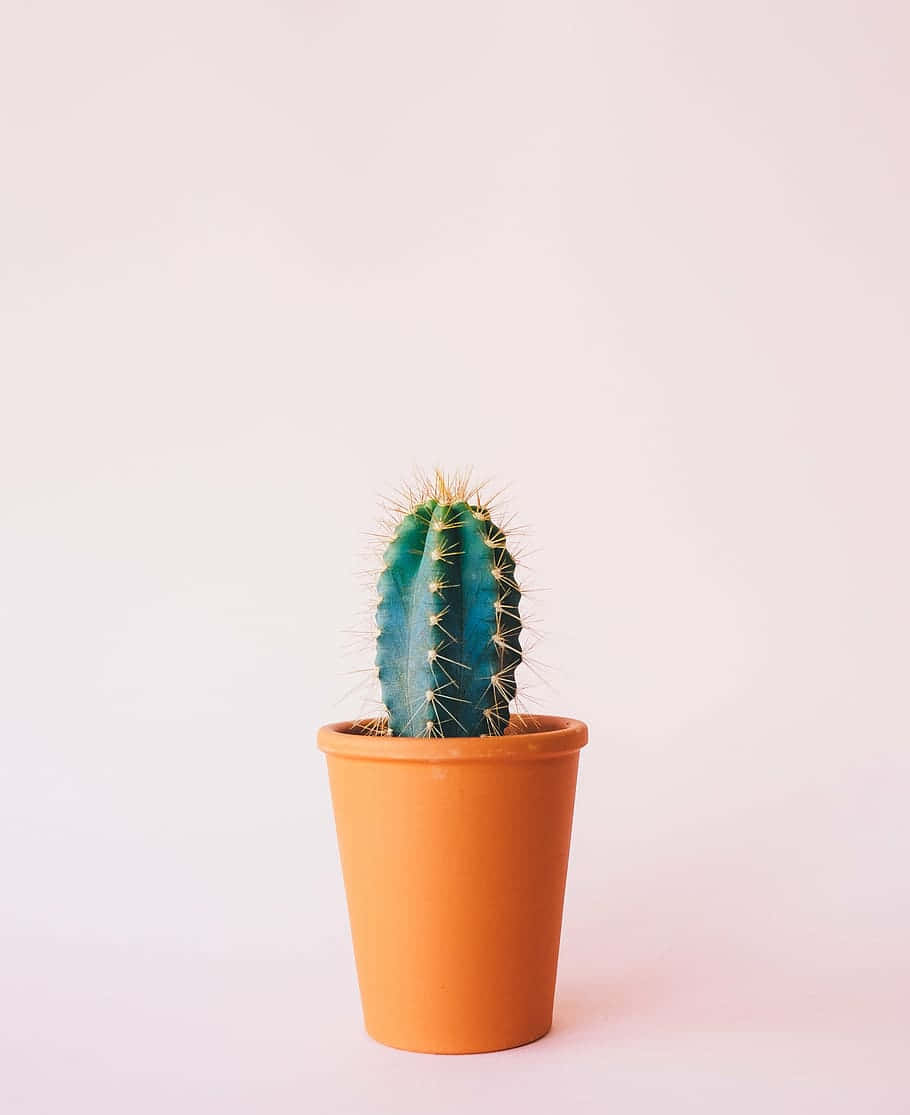 Ästhetischesbild Eines Säulenförmigen Terracotta-kaktus