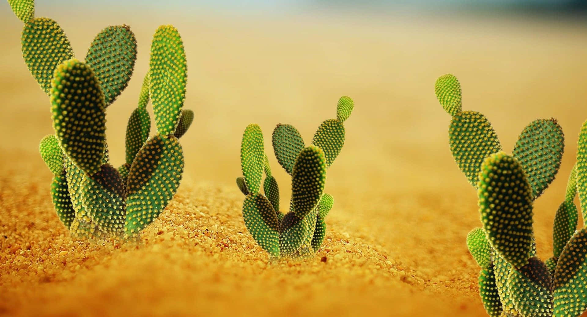 Søde Kanin Ører Kaktus Billede Tapet