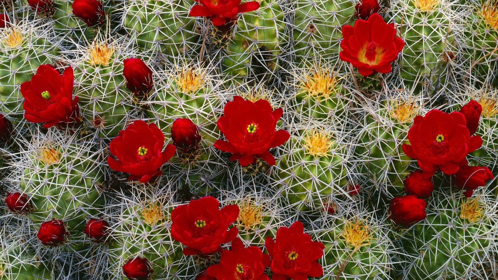 Bøffel Kaktus Forår Blomster Billede Strækning til Computer Tapet