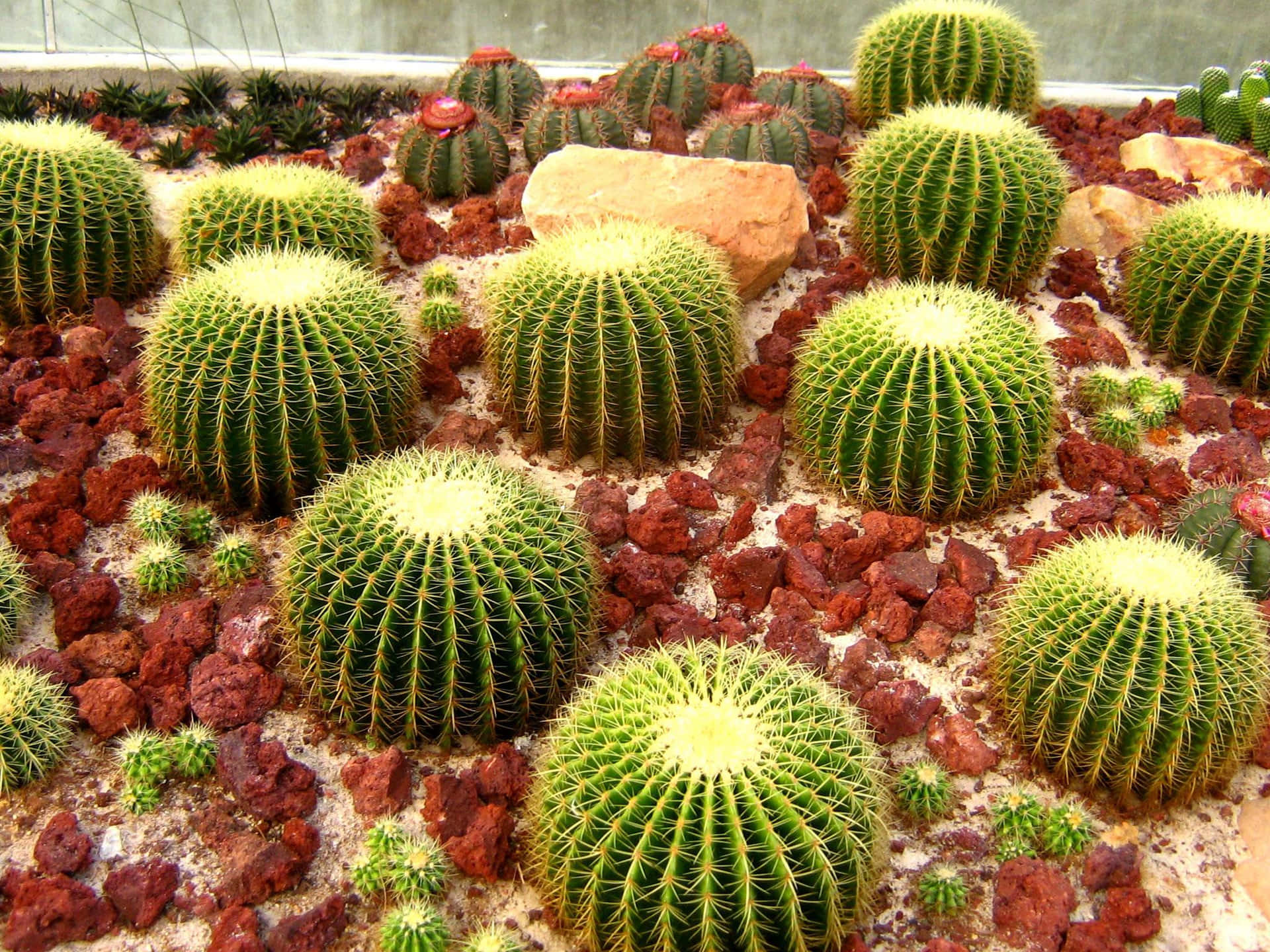 Imagenlinda De Un Cactus De Barril Dorado.