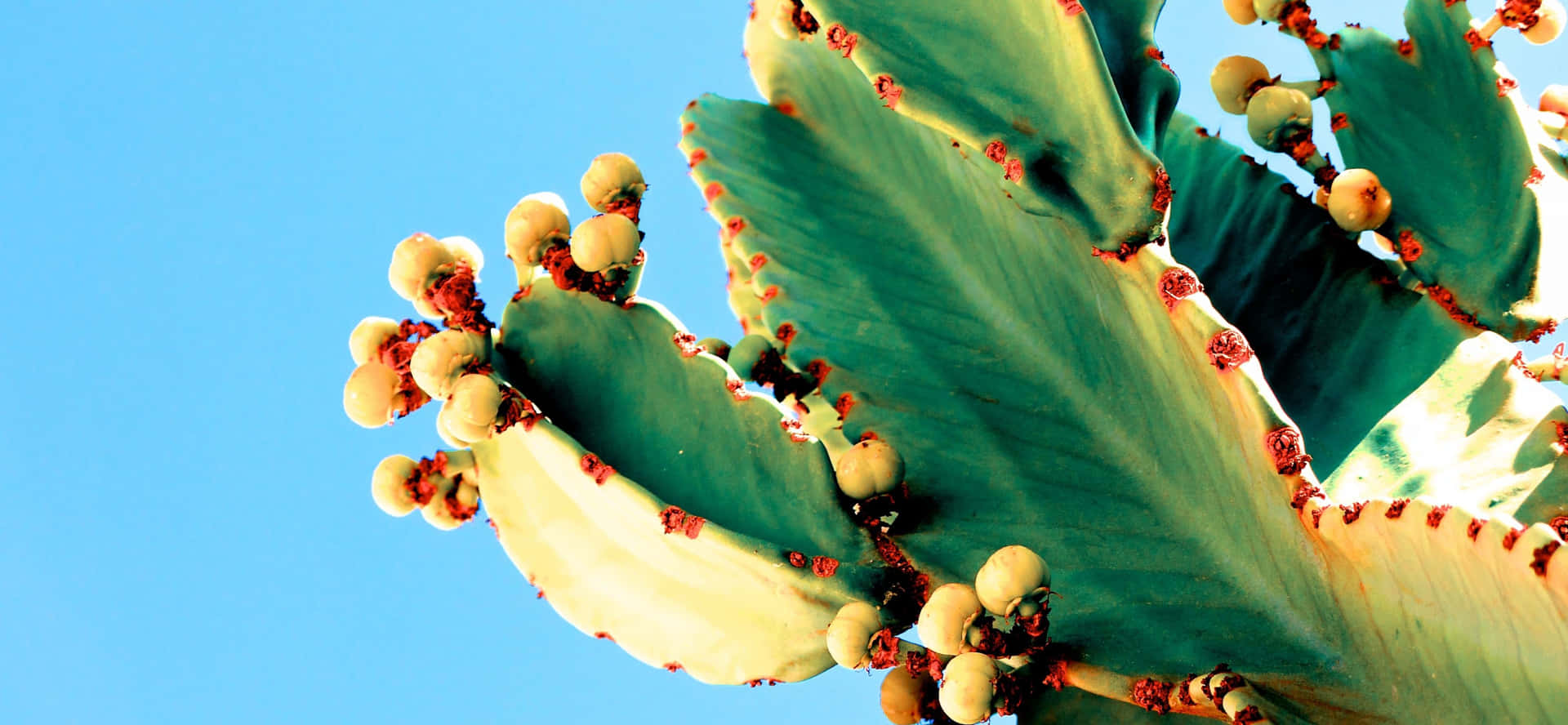 Immagineestiva Di Un Cactus Sanguinante