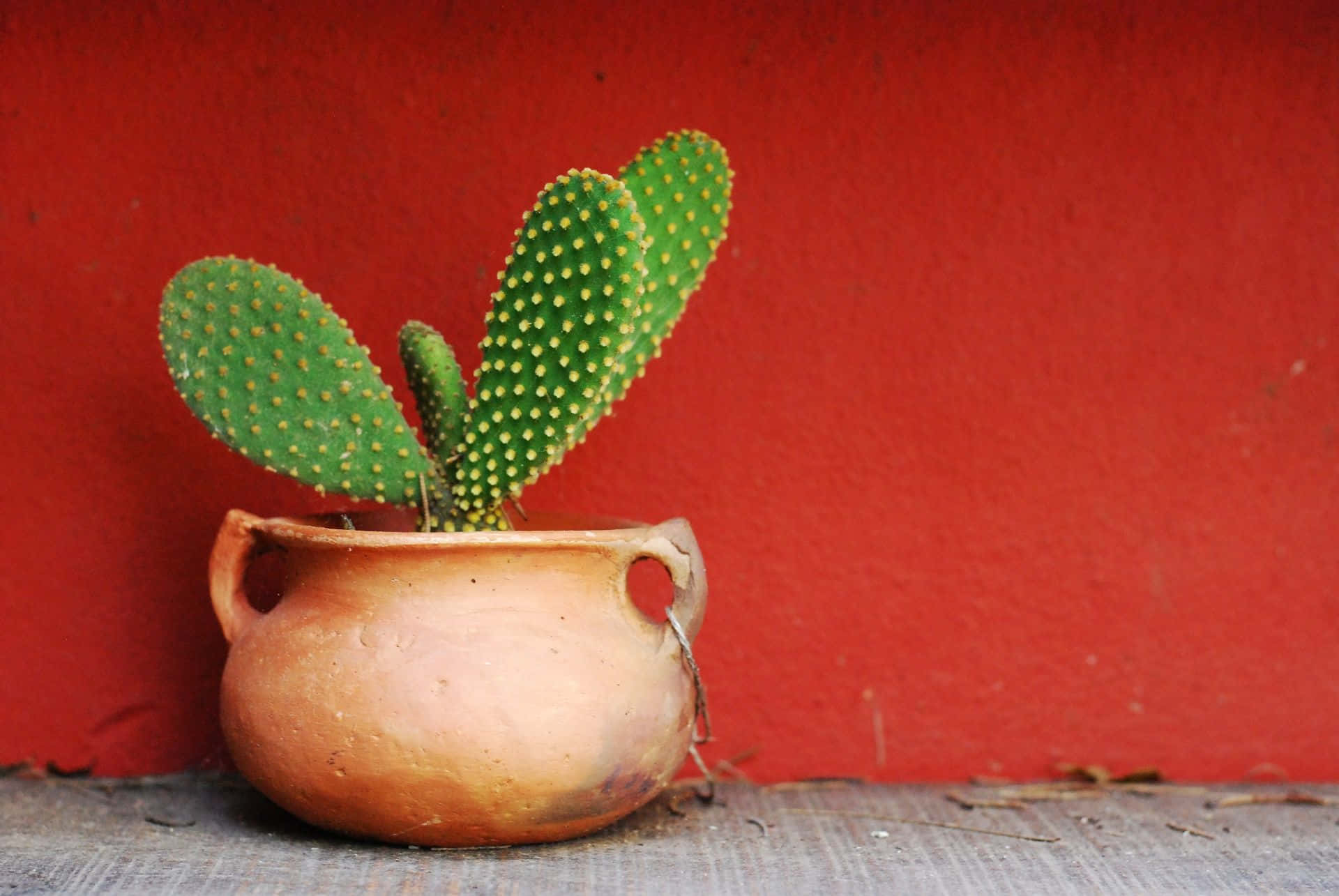 Bildvon Einer Kaktuspflanze In Einem Vintage-topf.