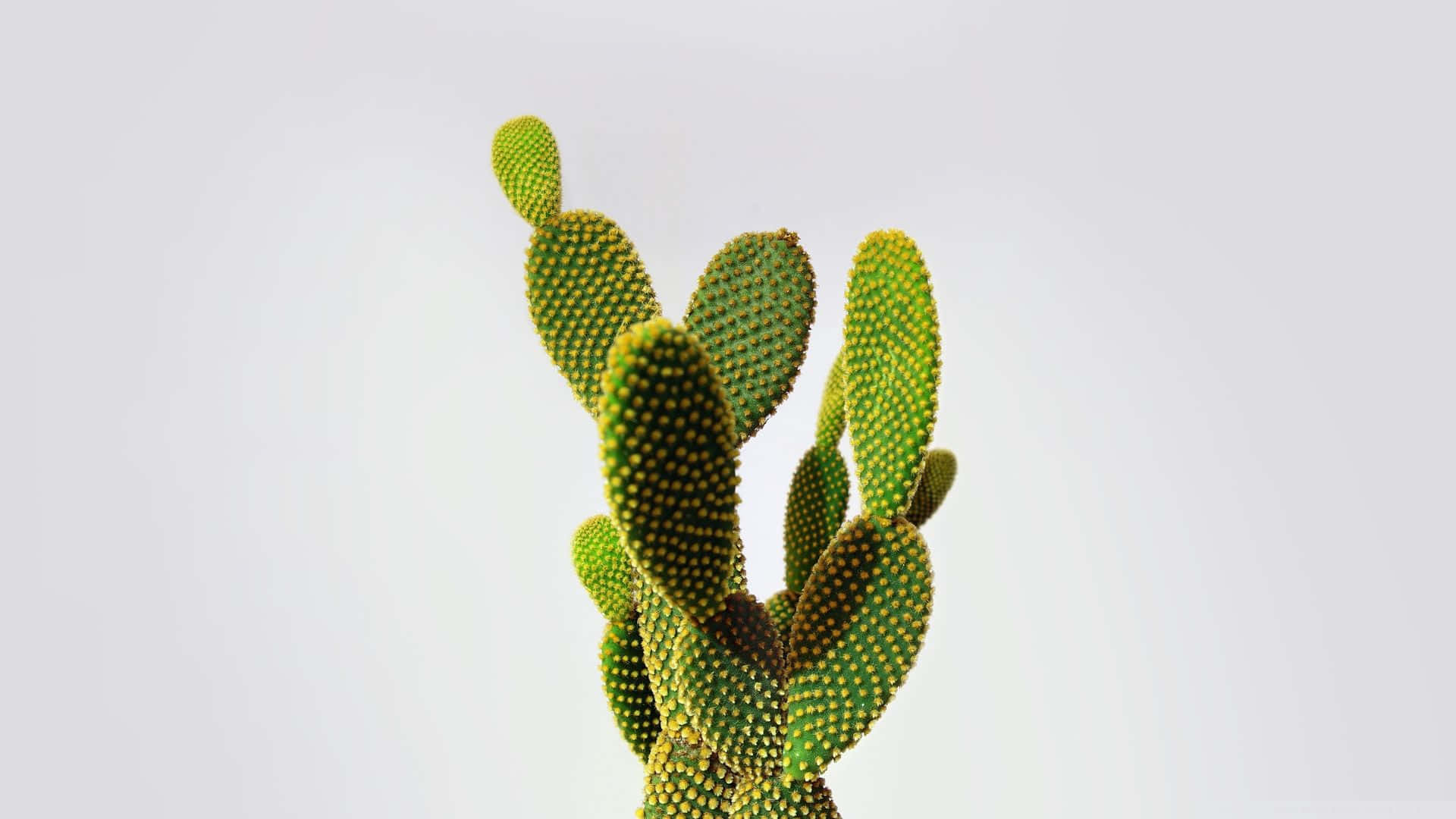 Minimalistischesbild Von Hasenohren-kaktus