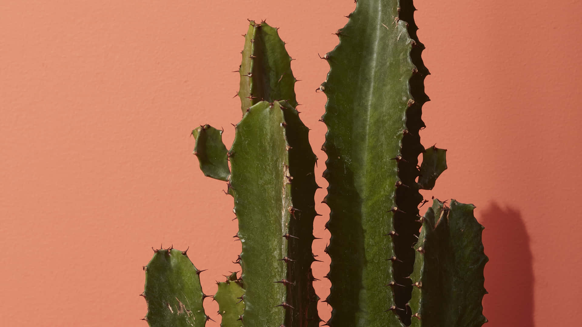 Bildniedlicher Kaktus Im Pinken Blumentopf