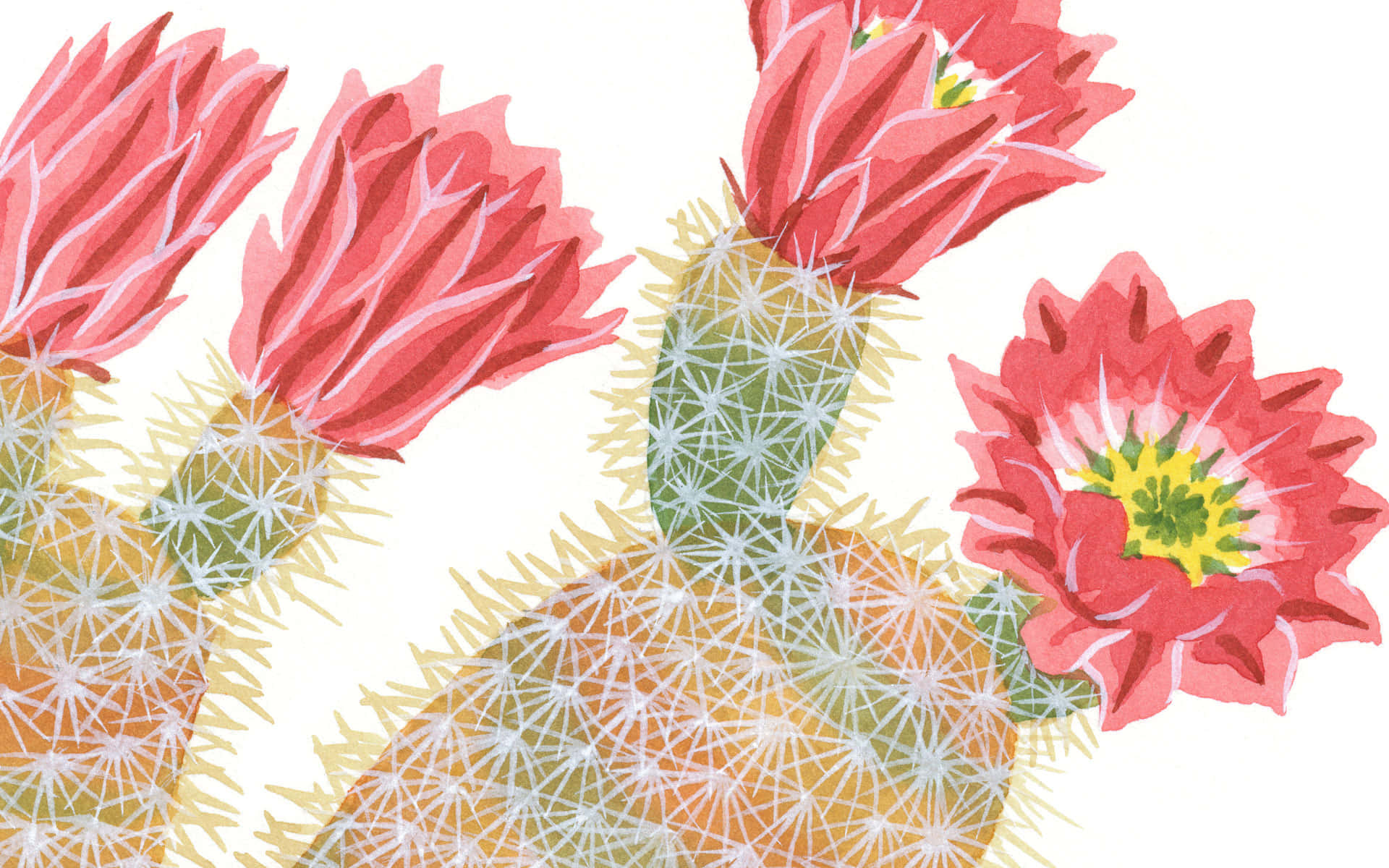Imagende Primavera De Flores De Cactus Arcoíris.