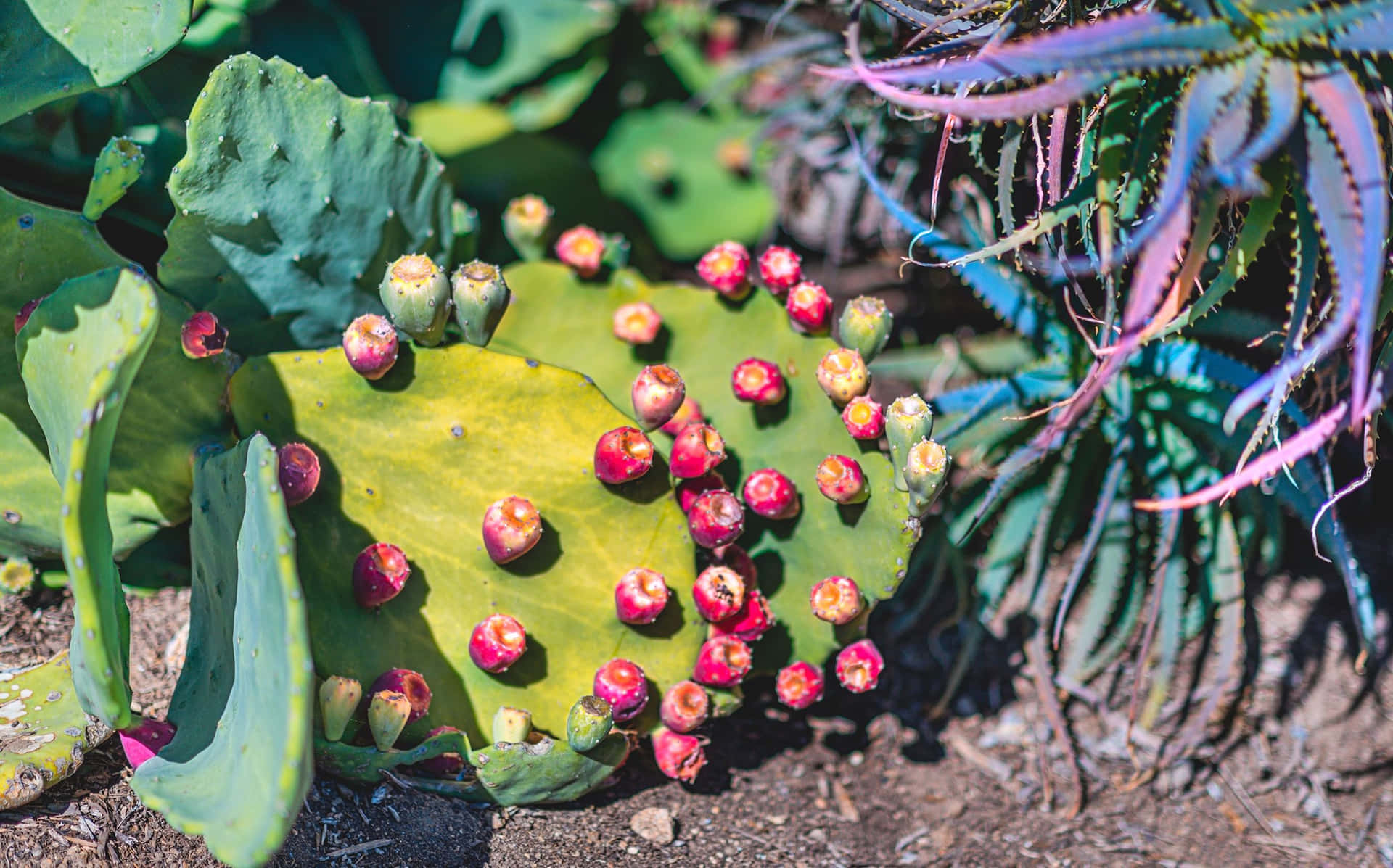 Kaktusblumenfrühlingsbild