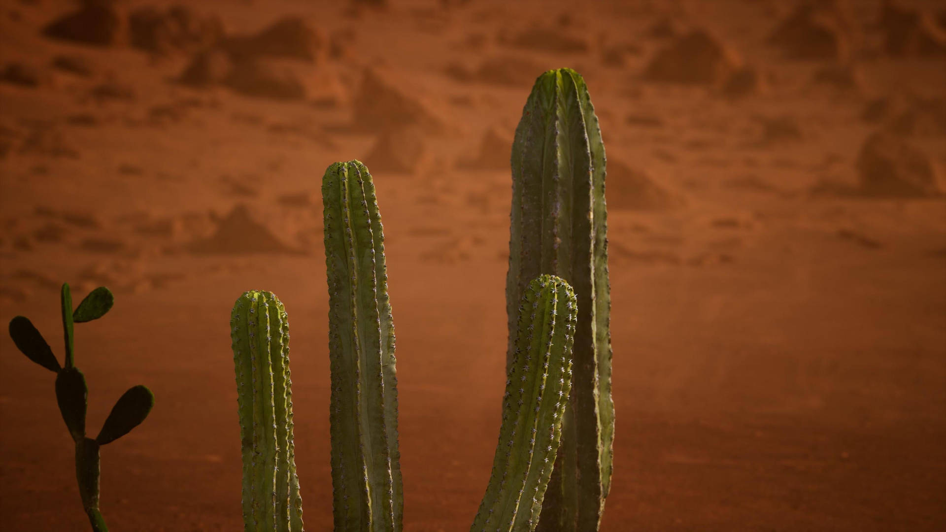 Kakteenpflanzein Der Wüste Von Arizona Wallpaper