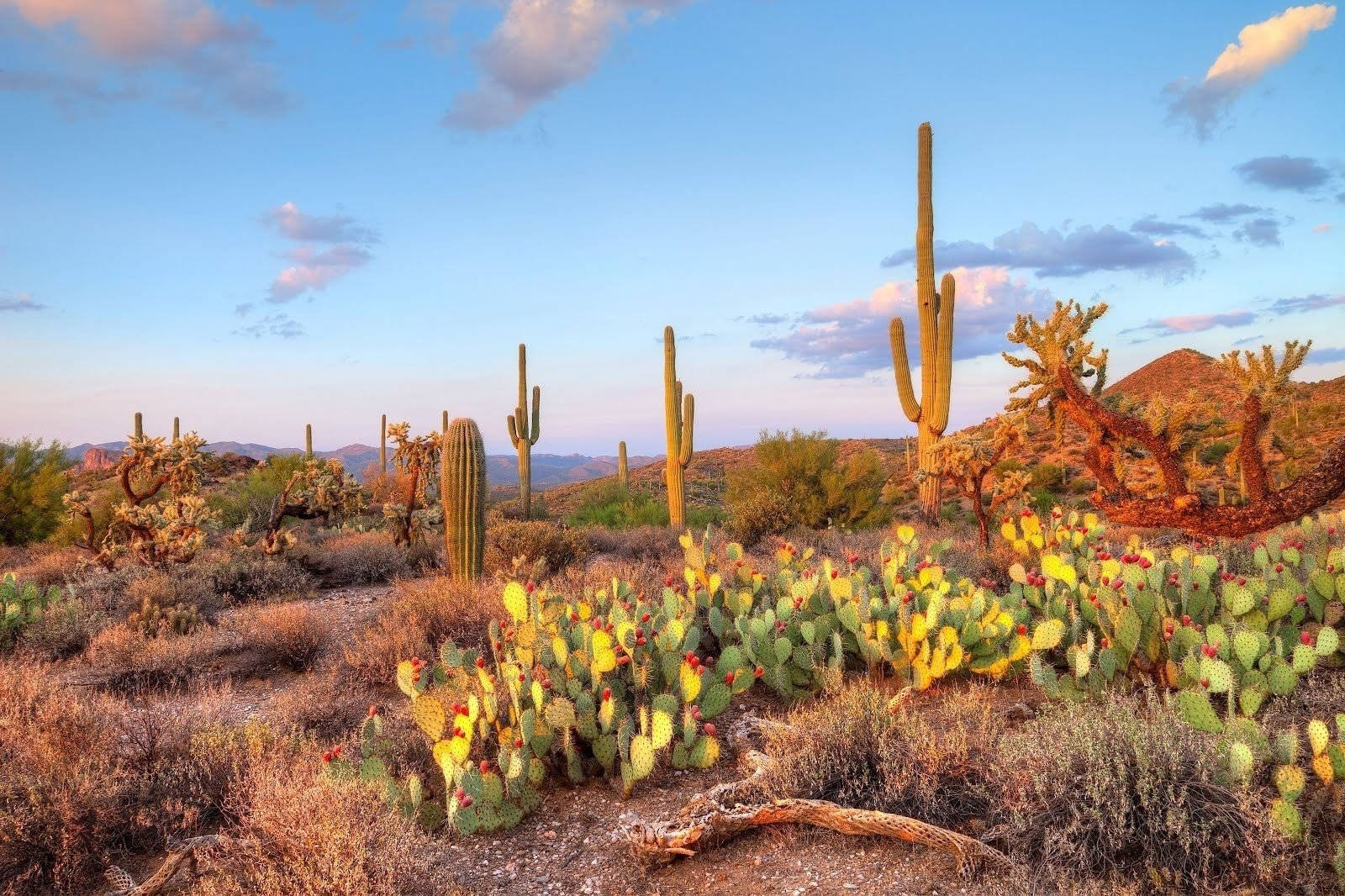 Kakteenpflanzenin Der Wüste Von Arizona Wallpaper