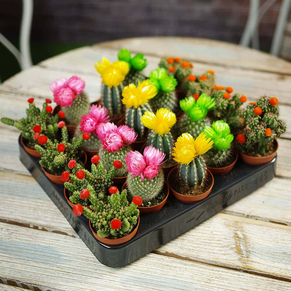 A Tray Of Colorful Cactus Plants On A Wooden Table