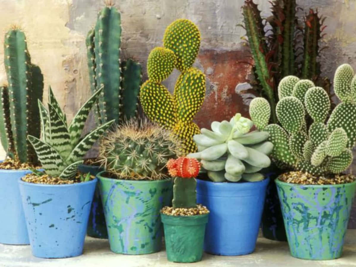 Plantasde Cactus En Macetas Azules