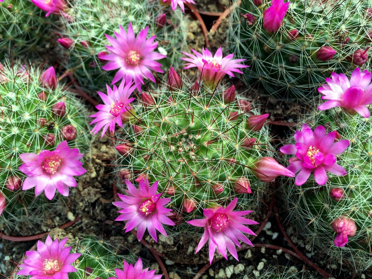 Unavariedad De Vibrantes Plantas De Cactus Prosperando En El Clima Árido.