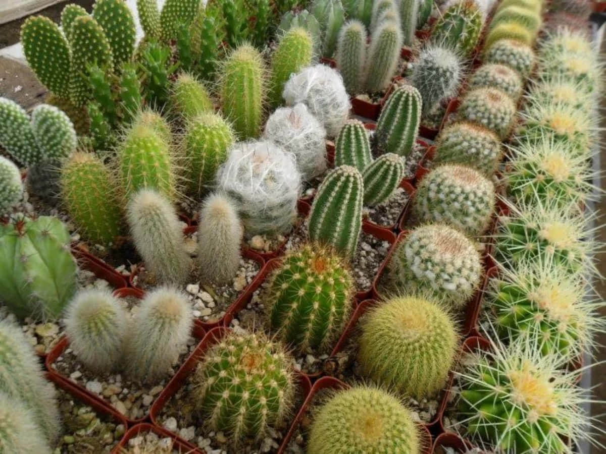 A Variety Of Cactus Plants Are In A Display