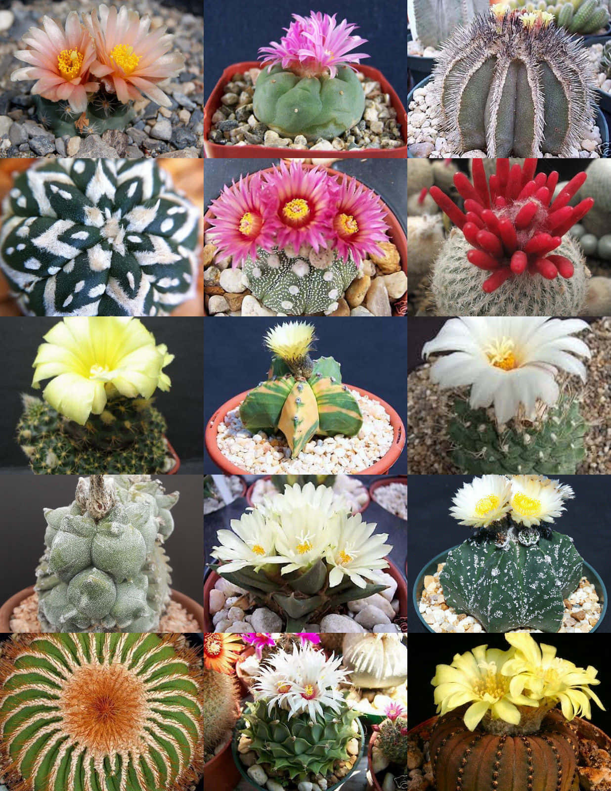 Färggladaoch Egendomliga Kaktusar