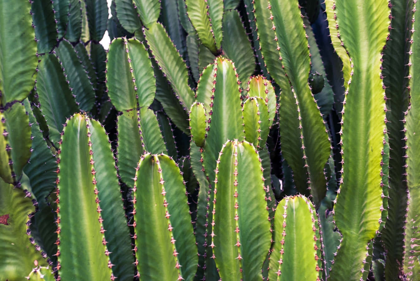Hermosasplantas De Cactus Tropicales